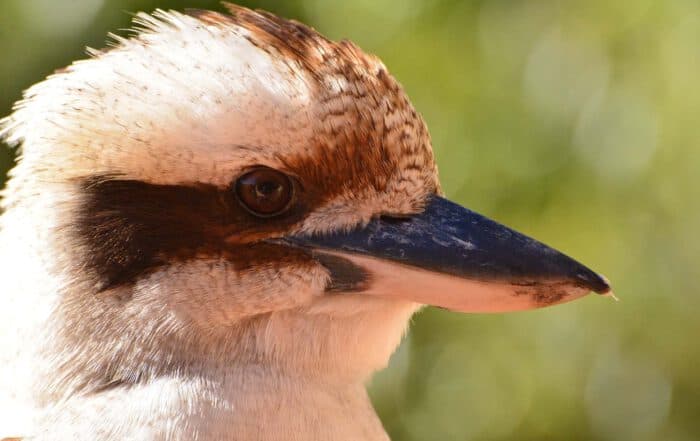 Kookaburra