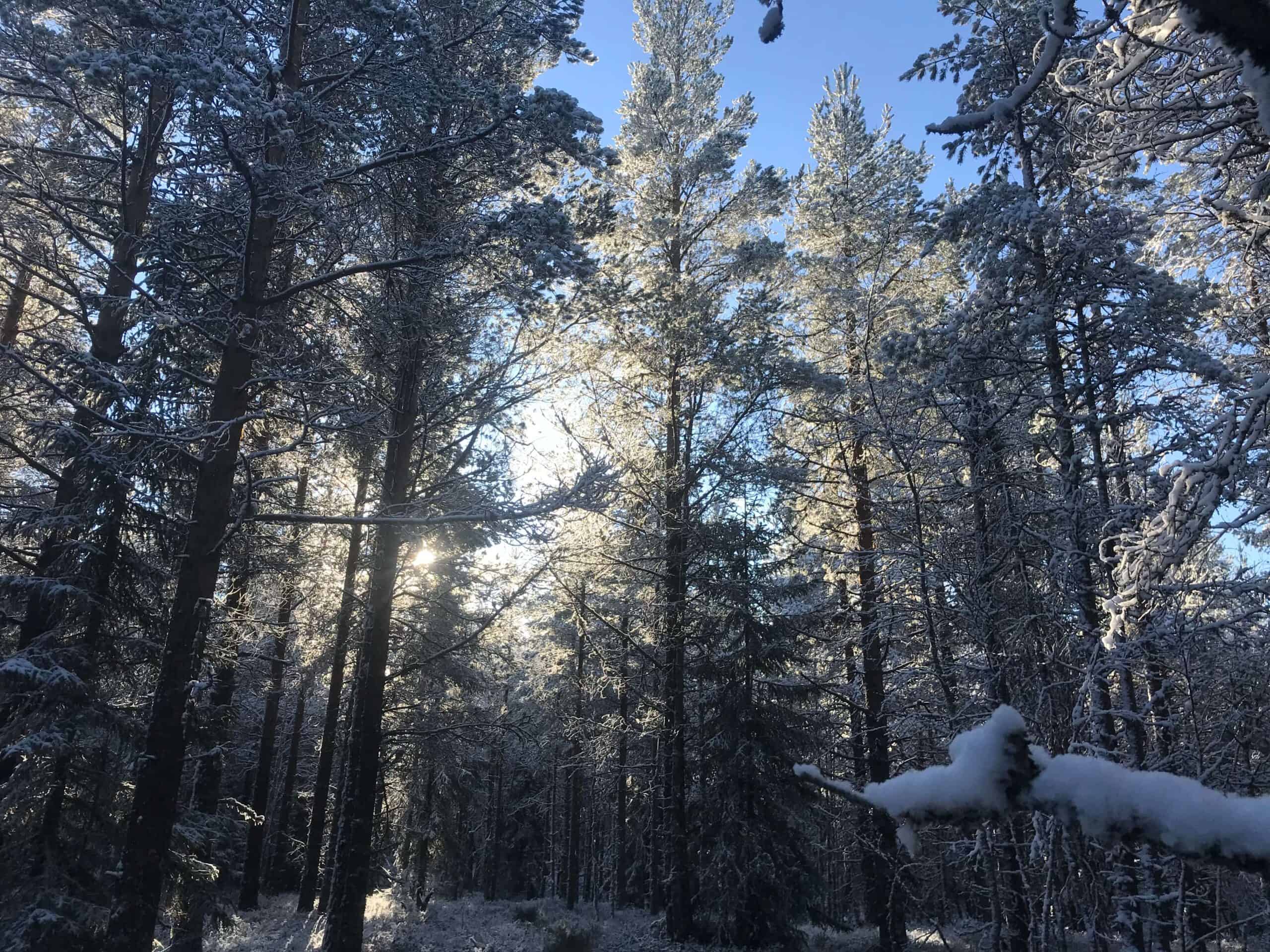 Sneew in bos met blauwe lucht