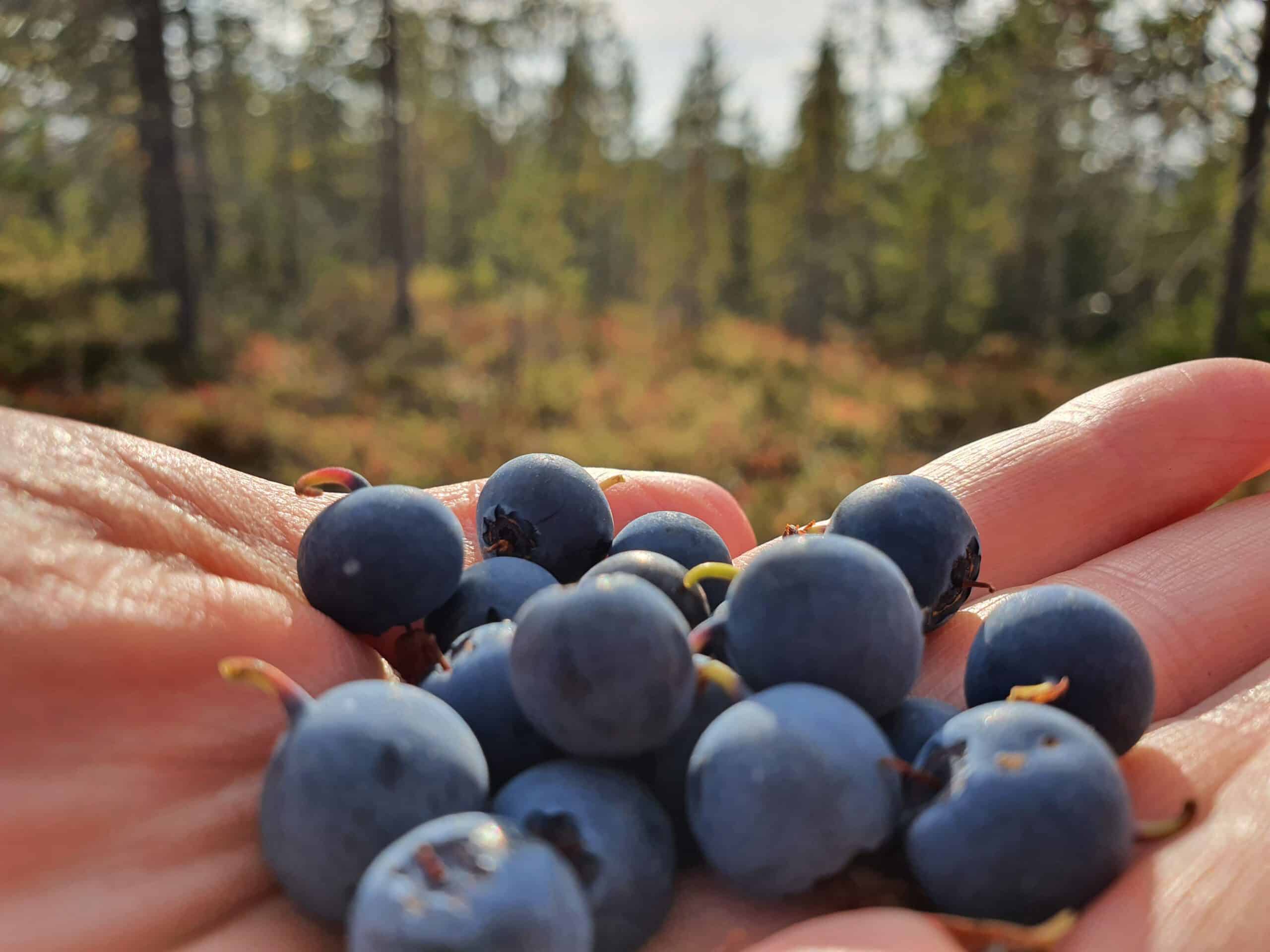 natuurlijk voedingsbos